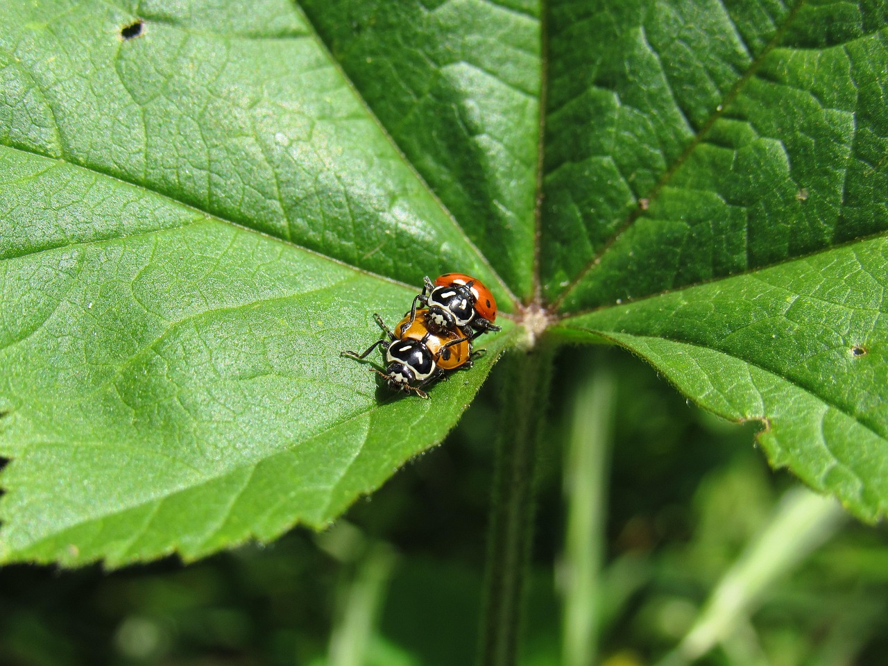 珍爱网实名账号：实名制账号管理中如何保护用户的知情权？
