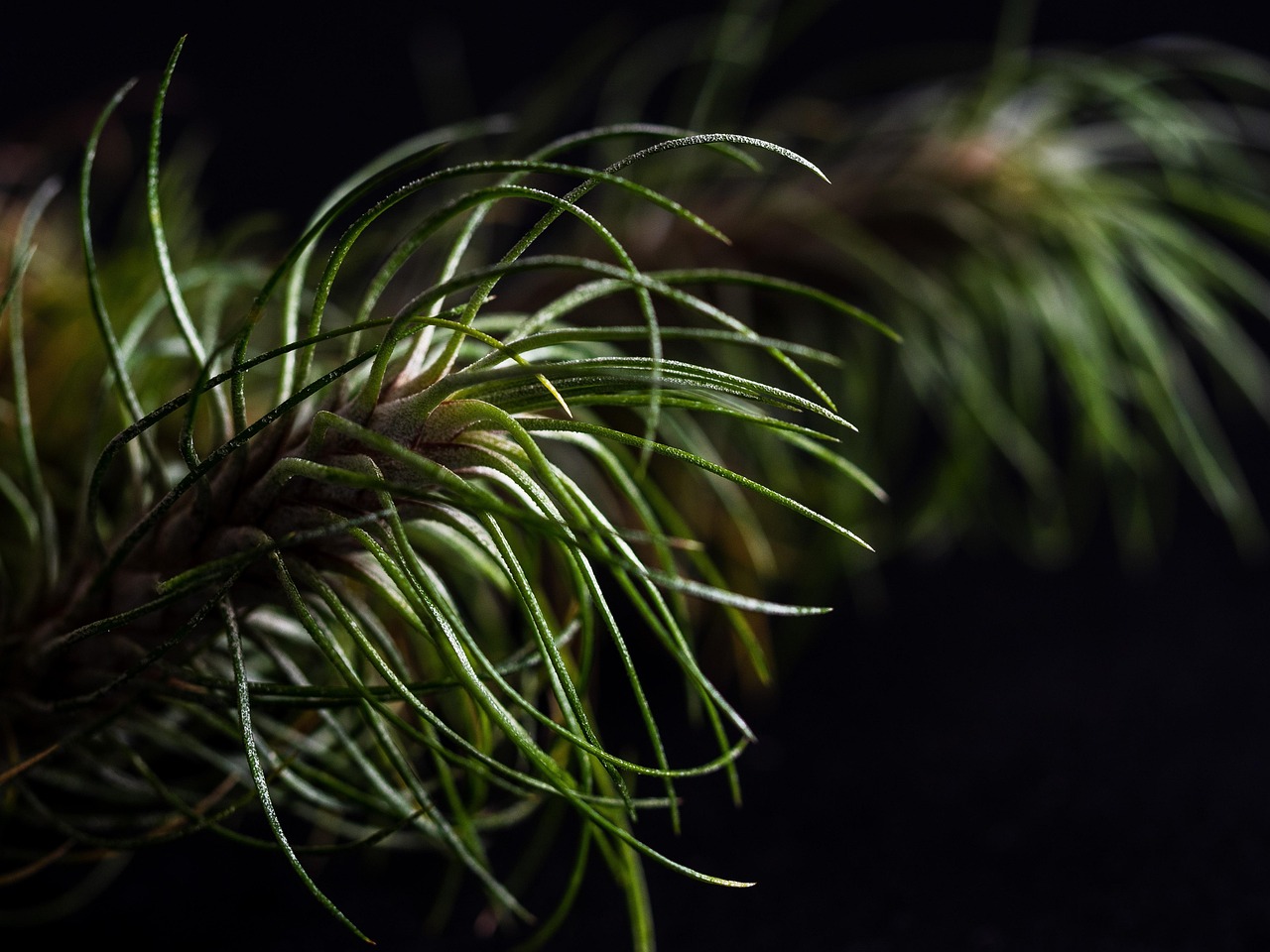 东方之珠奶茶爆珠：个人黄金平台代理